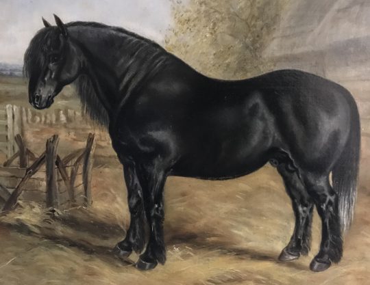 Oil painting of a Welsh Cob