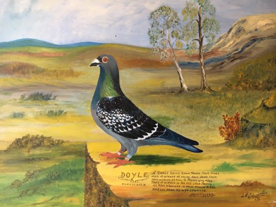 Doyle - racing pigeon sold